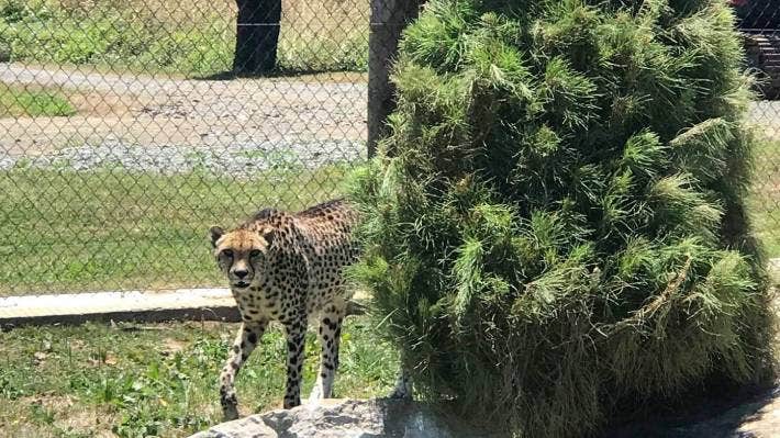 Ever wonder where your Xmas tree goes after Xmas?