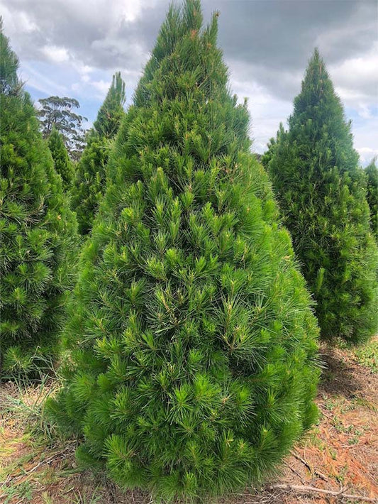 Residential Delivered Xmas Trees